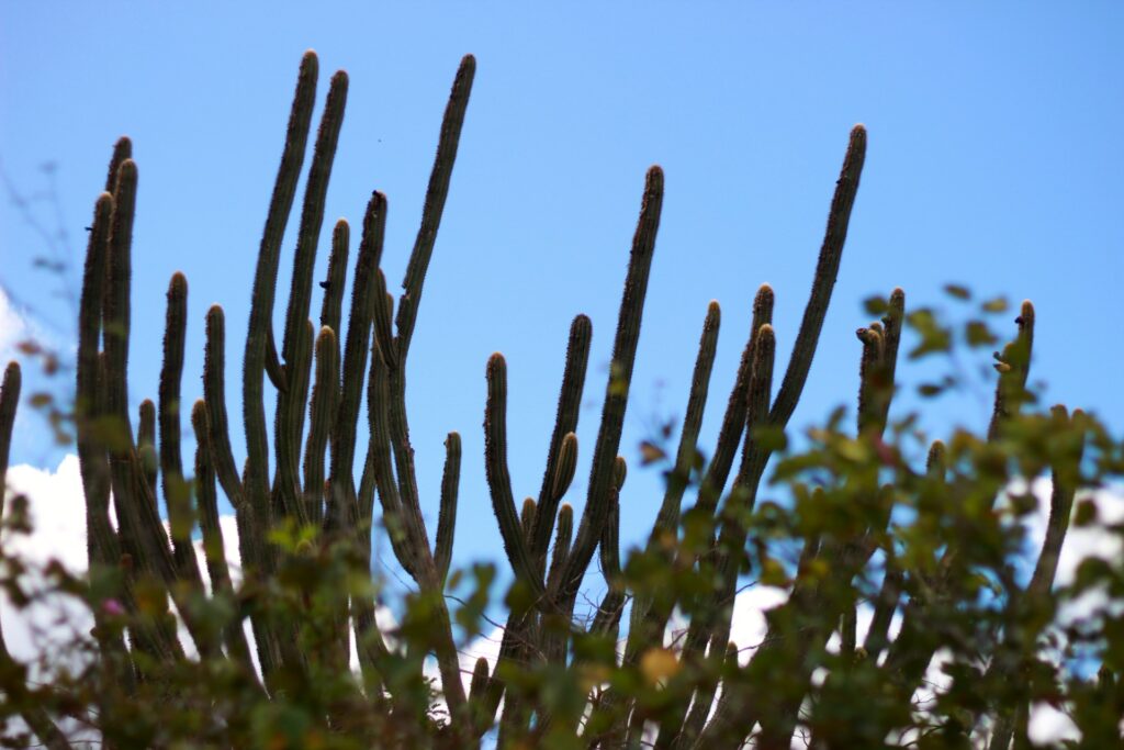 O Vale do Catimbau tem vegetação característica da Caatinga e de árvores da Mata Atlântica 