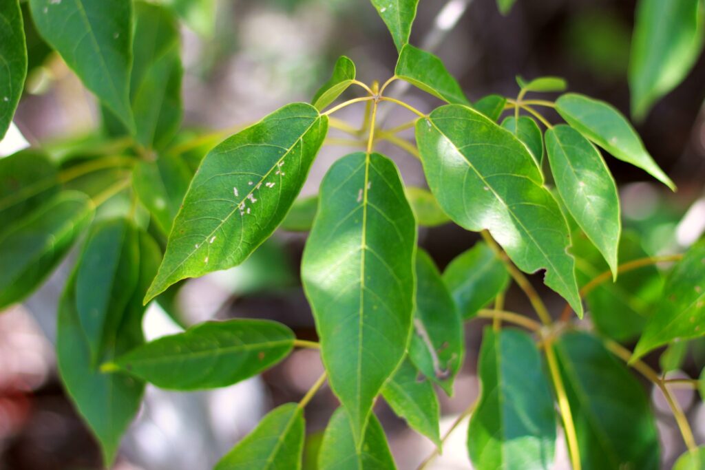 Ipê, pau d'arco, cedro e outras plantas da Mata Atlântica podem ser encontradas no Vale